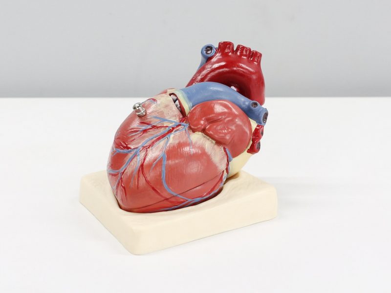 Vědci z ČVUT tisknou 3D modely srdcí pacientů, pomáhají zvýšit úspěšnost operací