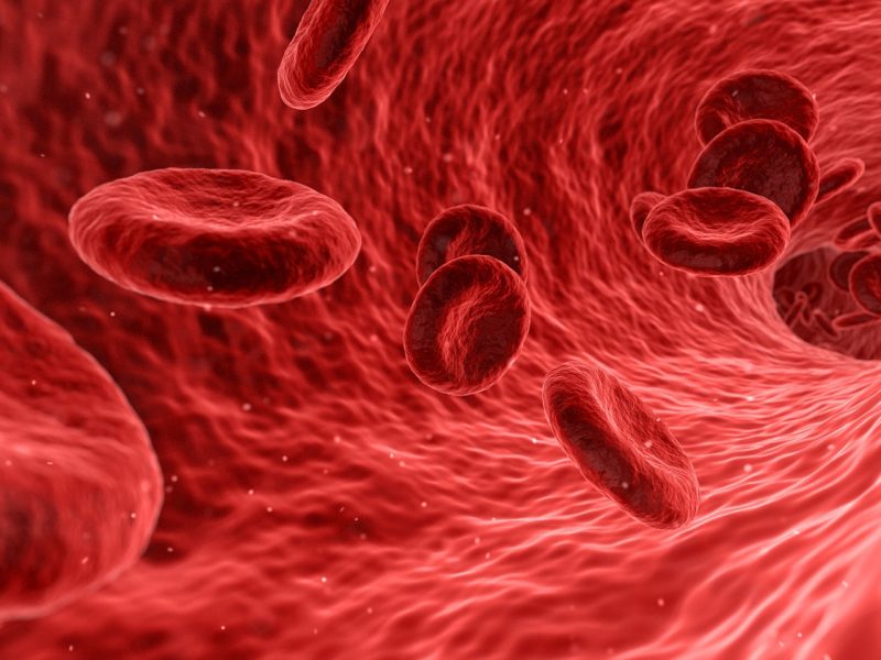 Vědci lidem poprvé podali transfuzi krve vypěstované v laboratoři