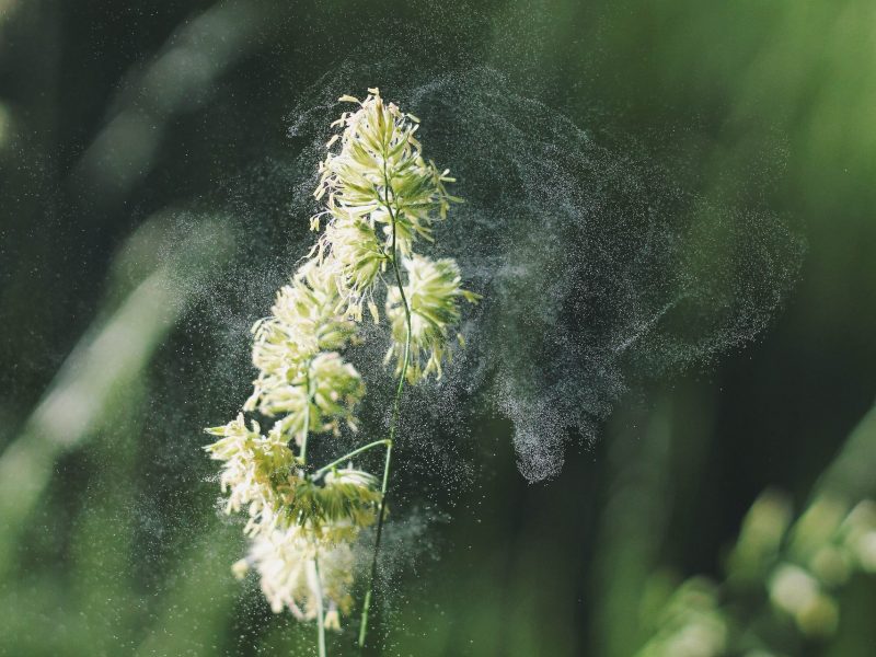 V Rennes mají pylovou farmu, která vydává pylovou předpověď pro alergiky