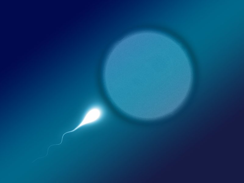 Vědci dokáží vytřídit kvalitní spermie pomocí magnetu, pomohou lidem i zvířatům
